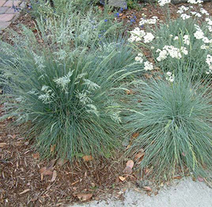 Ornamental Grasses for the Willamette Valley
